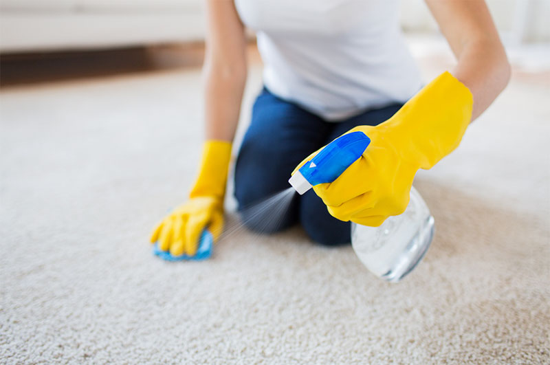 Spraying white vinegar solution to remove musty smell from carpet in Melbourne home
