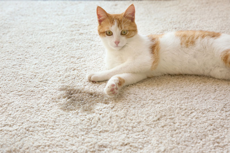 Carpet Sales Centre Melbourne | 4 Easy Ways to Get Rid of Musty Smells on Your Carpet Treating cat urine stain on carpet with enzyme cleaner and baking soda